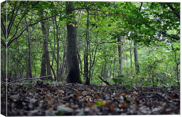 Woodland Floor Canvas Print by Daniel Gray