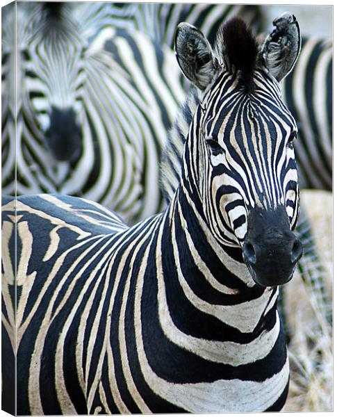 Zebra Canvas Print by Lee Morley