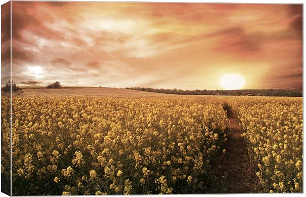 Sunset Fields Canvas Print by Lee Morley