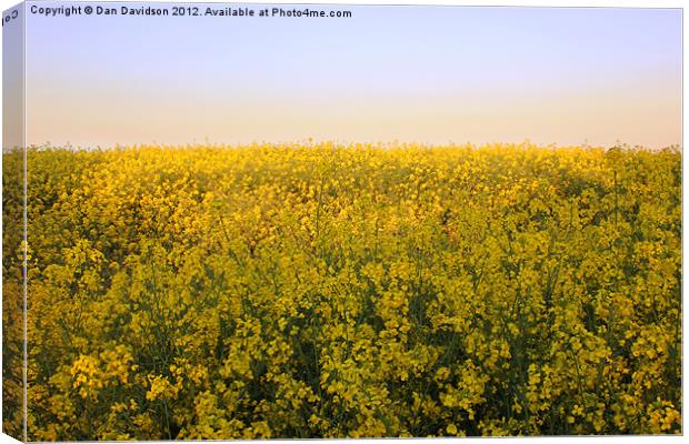 Rapeseed Field West Yorkshire Canvas Print by Dan Davidson