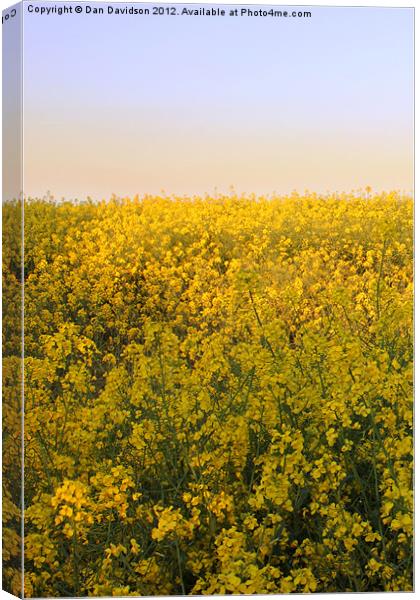 Rapeseed Oil Field West Yorkshire Canvas Print by Dan Davidson