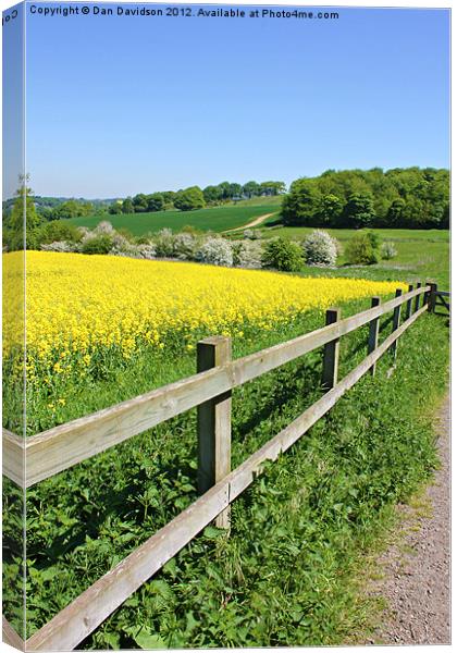 Rapeseed field and fence Canvas Print by Dan Davidson
