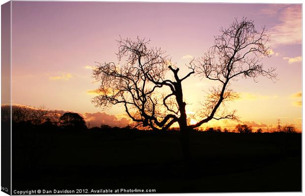 Lamphey Tree Sunset Canvas Print by Dan Davidson