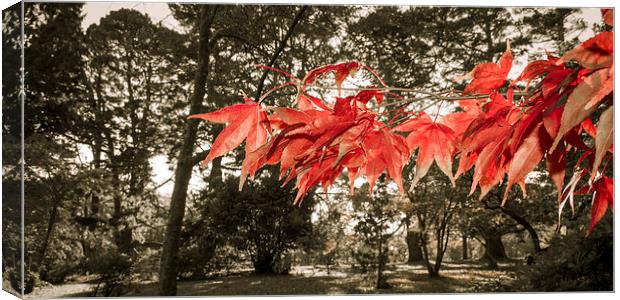 Autumn Red Canvas Print by Dan Davidson