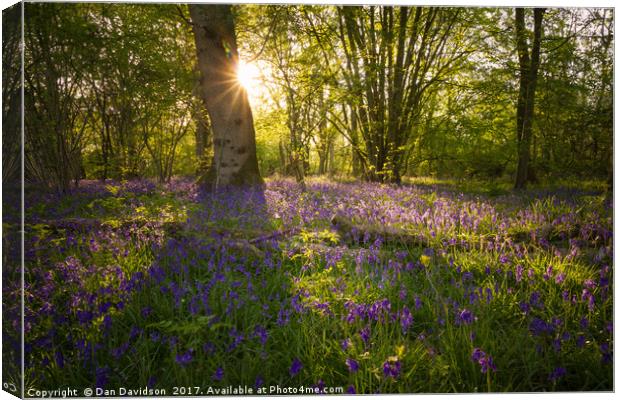 Howe Park Bluebells Canvas Print by Dan Davidson