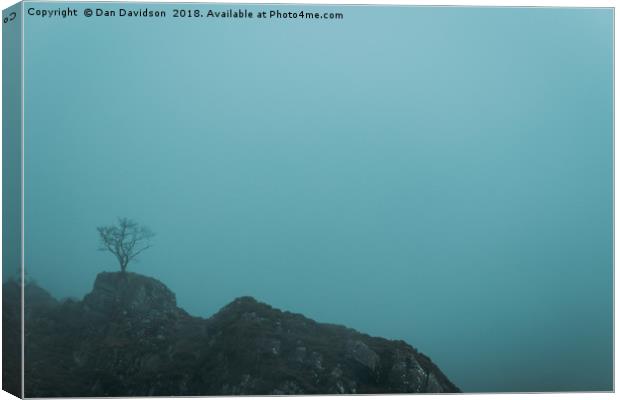 Idwal Tree Canvas Print by Dan Davidson