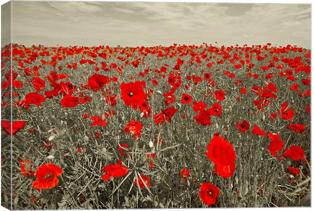 Red Poppies Canvas Print by R K Photography