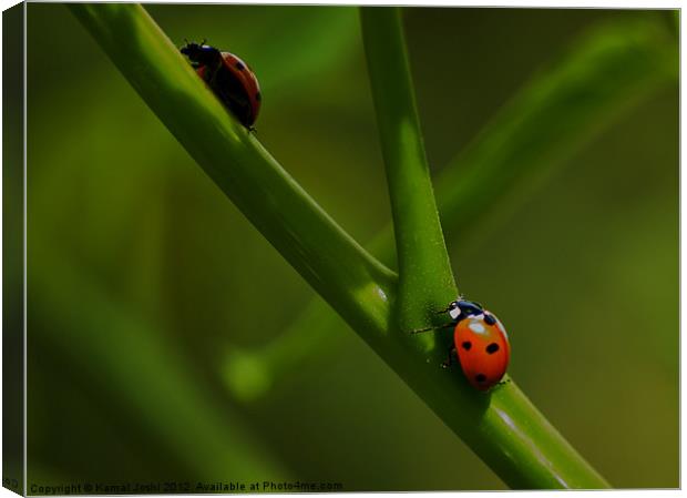 Race to the top Canvas Print by Kamal Joshi