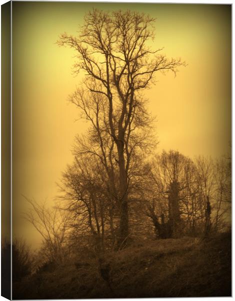Lone Tree. A Winters Tale. Canvas Print by Heather Goodwin