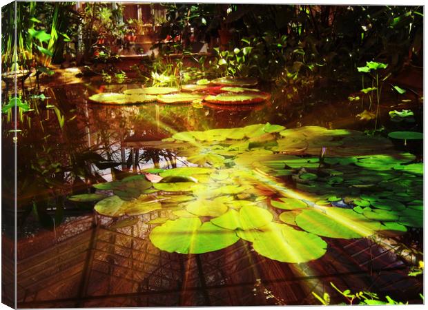 Moonlight water lillies Canvas Print by Heather Goodwin