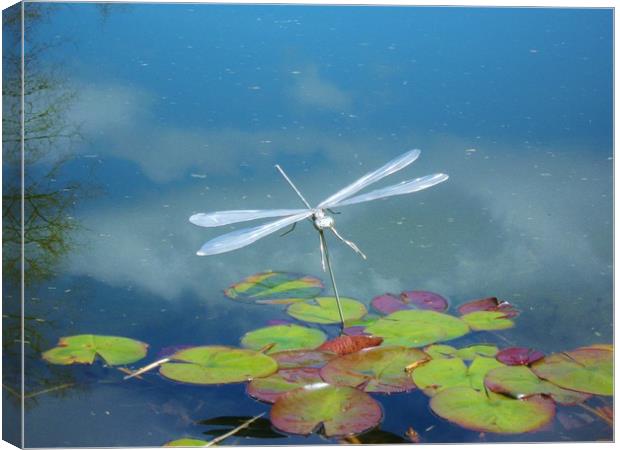 Silver Dragonfly. Canvas Print by Heather Goodwin