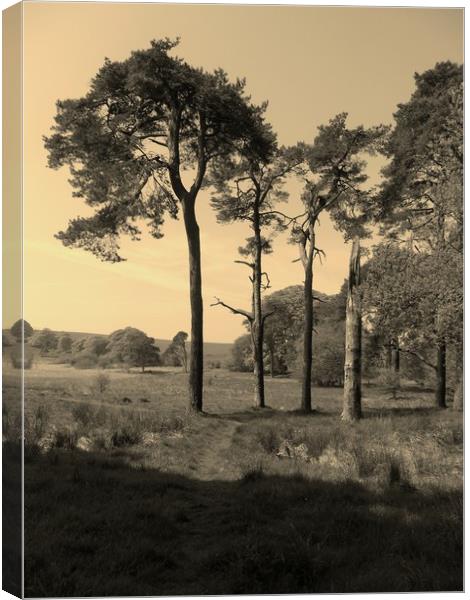 Old Lone Sentinels. Canvas Print by Heather Goodwin