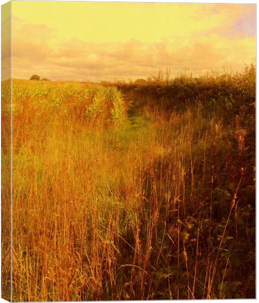 Sweetcorn Alley. Canvas Print by Heather Goodwin