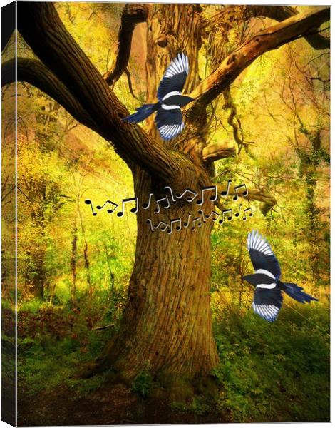 Magpie Melody. Canvas Print by Heather Goodwin
