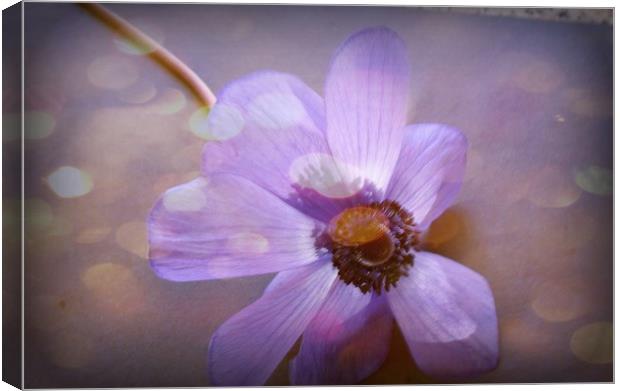 Floating Anemone. Canvas Print by Heather Goodwin
