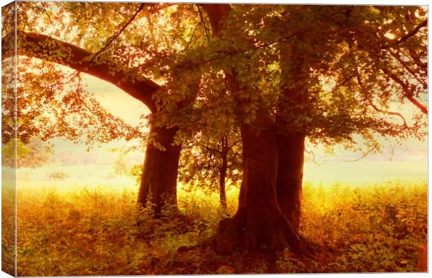 The Cattle Rest. Canvas Print by Heather Goodwin