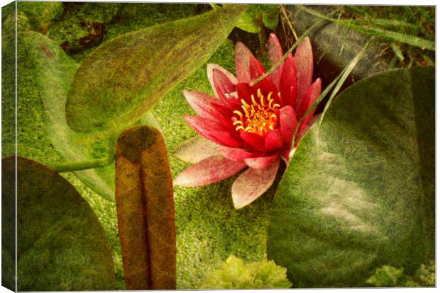  First Water Lilly. Canvas Print by Heather Goodwin