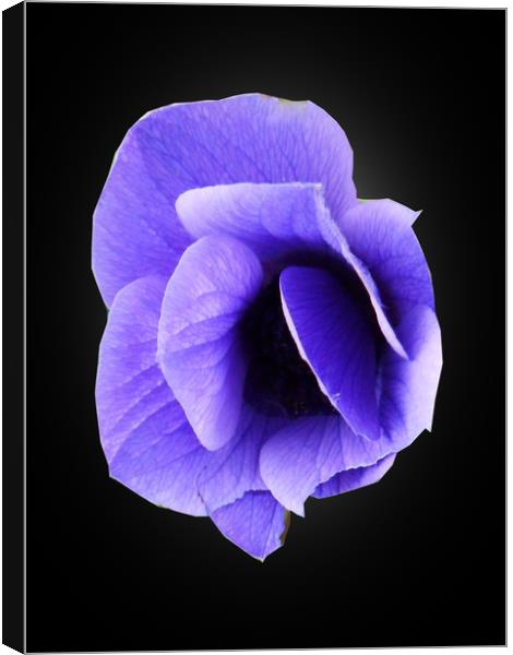  Blue Anemone. Canvas Print by Heather Goodwin