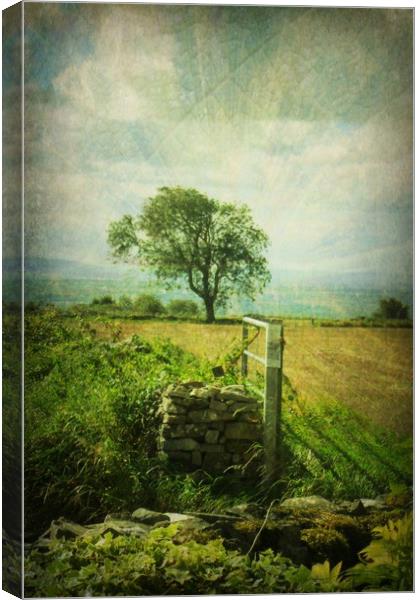  Jacob's Field. Canvas Print by Heather Goodwin