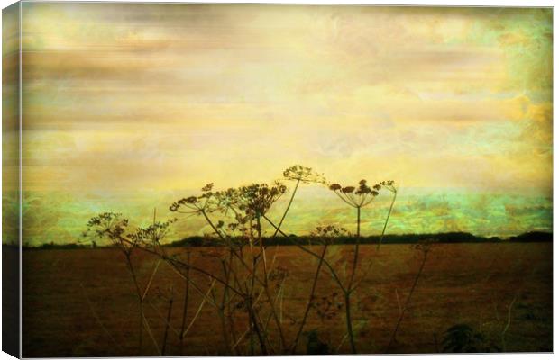  Meadowsweet. Canvas Print by Heather Goodwin