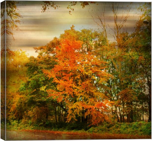  Colour Me Autumn. Canvas Print by Heather Goodwin