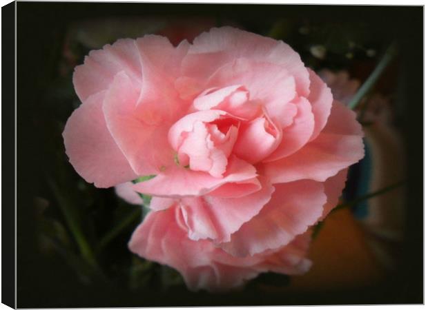 Pink Carnation. Canvas Print by Heather Goodwin