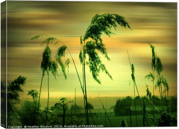 Reeds (second version) Canvas Print by Heather Goodwin