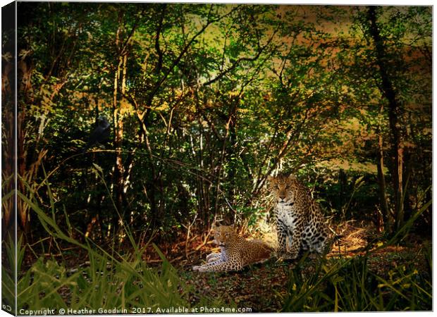 Leopards Retreat. Canvas Print by Heather Goodwin