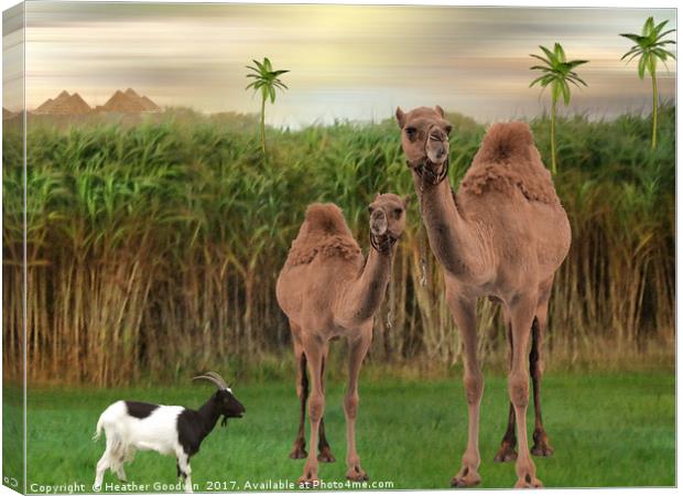 The Camels. Canvas Print by Heather Goodwin