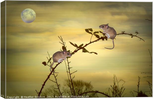 The Two Small Mice. Canvas Print by Heather Goodwin