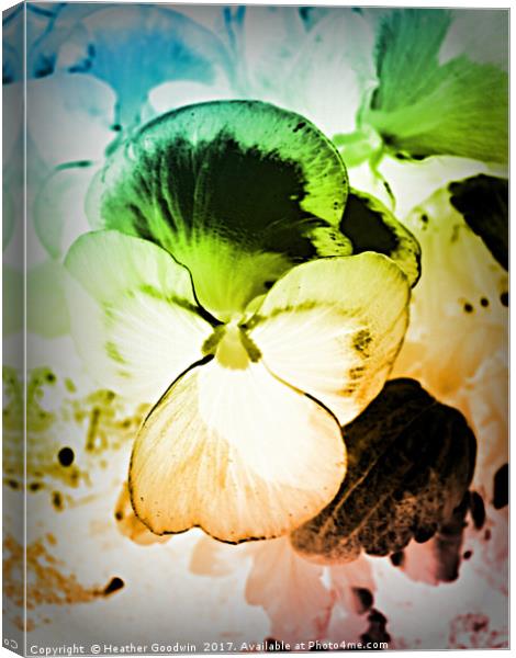 Rainbow Pansy Canvas Print by Heather Goodwin