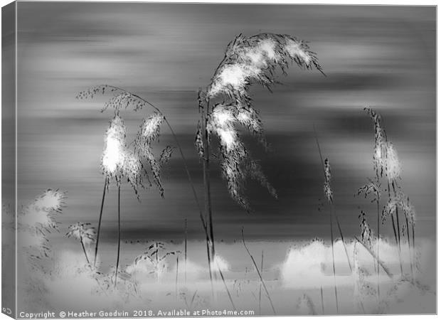 Windblown Reeds Canvas Print by Heather Goodwin