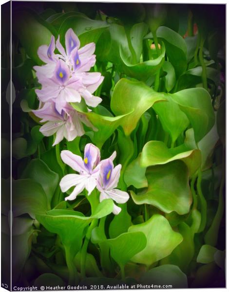 Water Hyacinth Canvas Print by Heather Goodwin