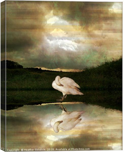 Swan Song Canvas Print by Heather Goodwin