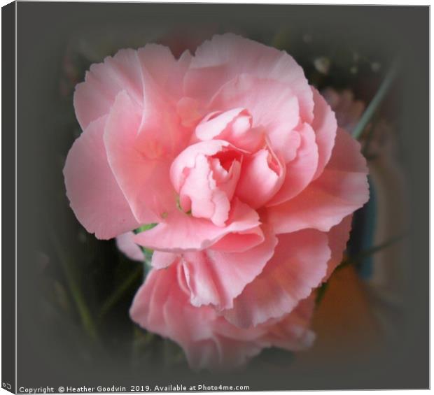 A Touch of Pink Canvas Print by Heather Goodwin