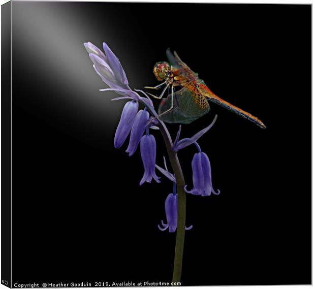 Dragonfly and Bluebell Canvas Print by Heather Goodwin