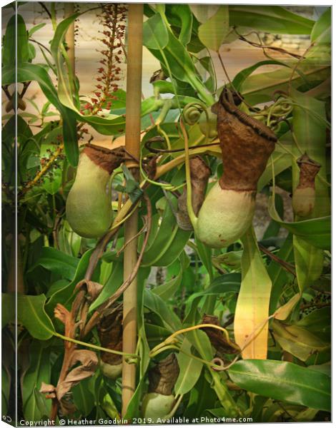 Nepenthe - Pitcher Plant Canvas Print by Heather Goodwin