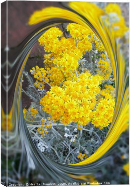 Yarrow Canvas Print by Heather Goodwin