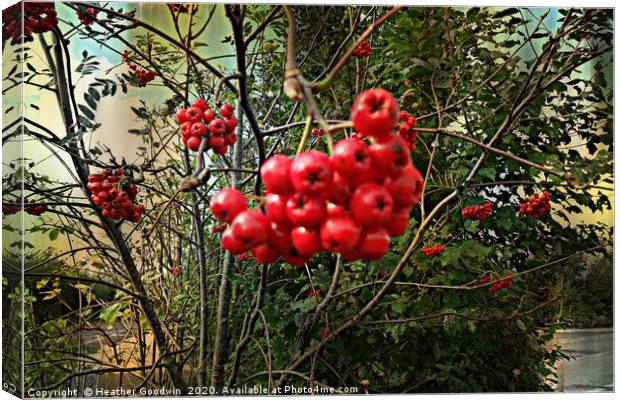 Berry Explosion Canvas Print by Heather Goodwin