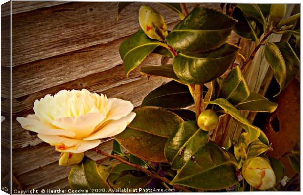 White Beauty Canvas Print by Heather Goodwin