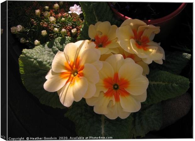 Primula Canvas Print by Heather Goodwin