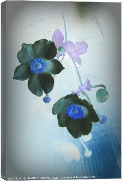 Japanese Anemones Canvas Print by Heather Goodwin