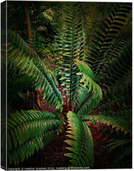 Tropical Leaves - Cycads Canvas Print by Heather Goodwin