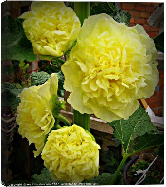  Yellow Hollyhock Canvas Print by Heather Goodwin