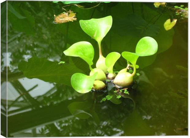 Water chestnuts afloat. Canvas Print by Heather Goodwin