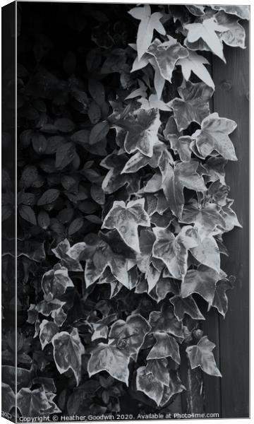 Ivy - Study in Black and White Canvas Print by Heather Goodwin