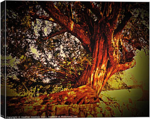 Twisted Tree Canvas Print by Heather Goodwin