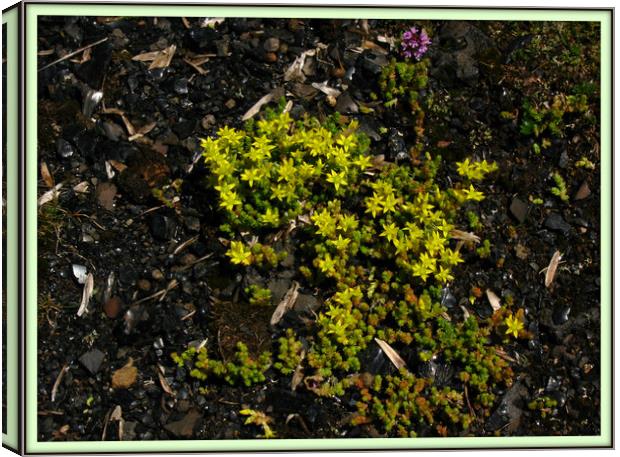 Stonecrop and Wild Thyme. Canvas Print by Heather Goodwin