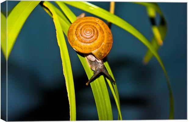 Snail Pace Canvas Print by Jonathan Callaghan