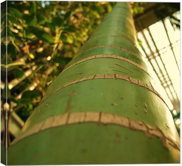bamboo Canvas Print by gavin mcwalter